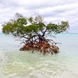 Cayo Lévisa-La Mangrove